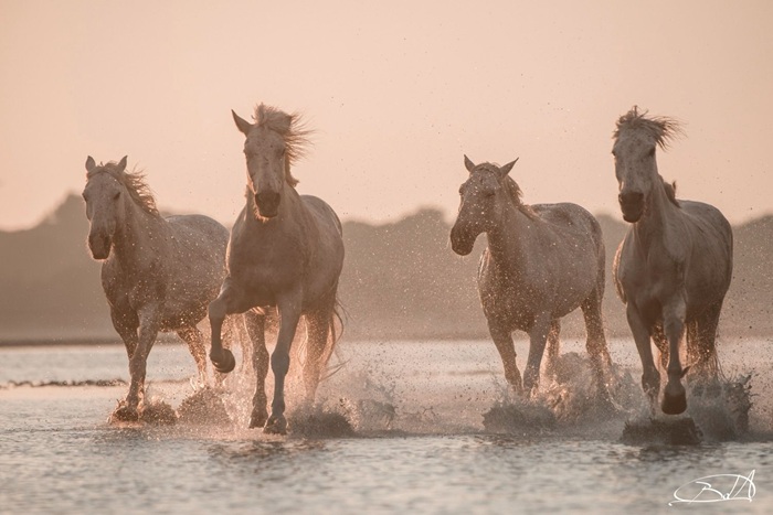 Barbara Dall’Angelo