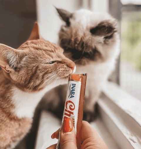 Snack gatto Inaba