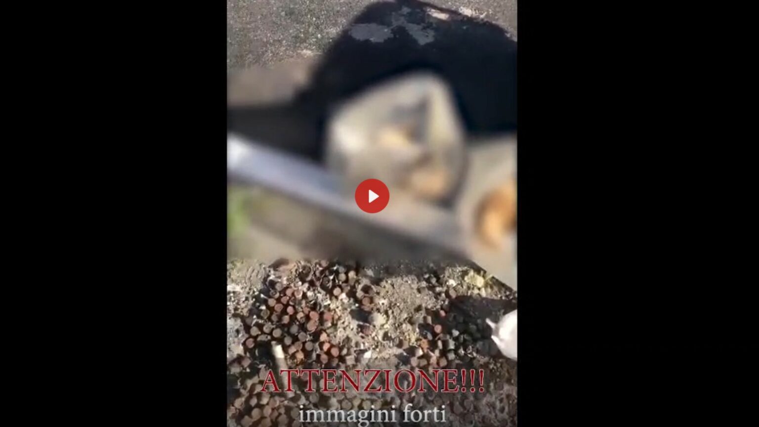 gatti torre del greco