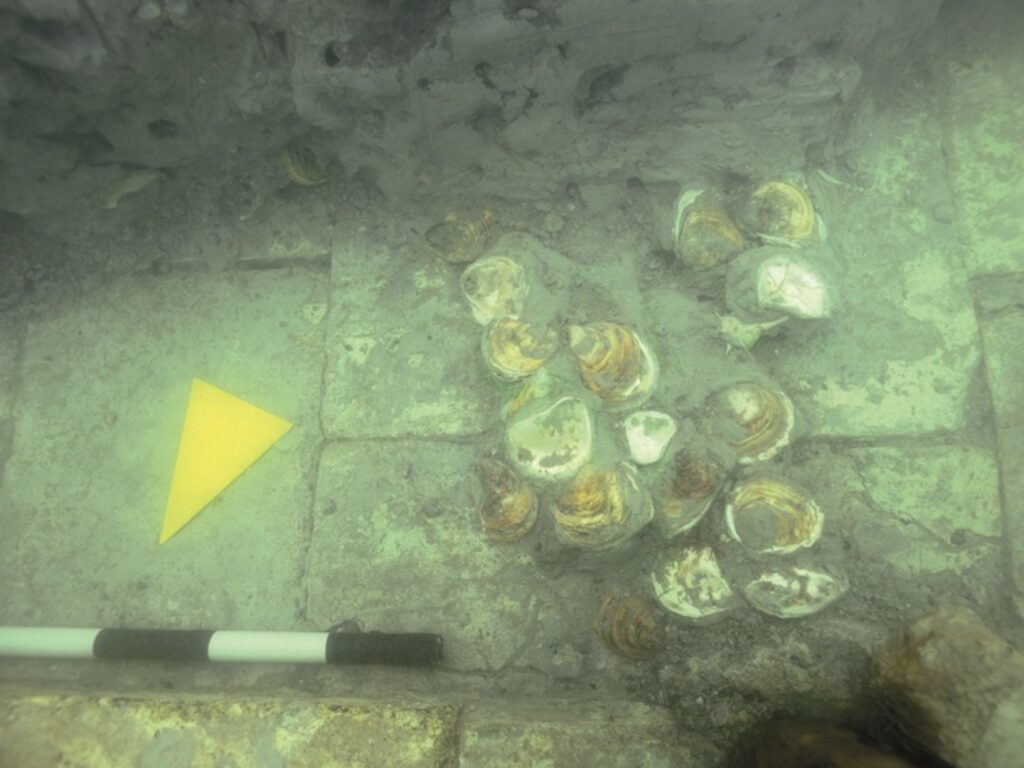 ostriarium laguna di venezia