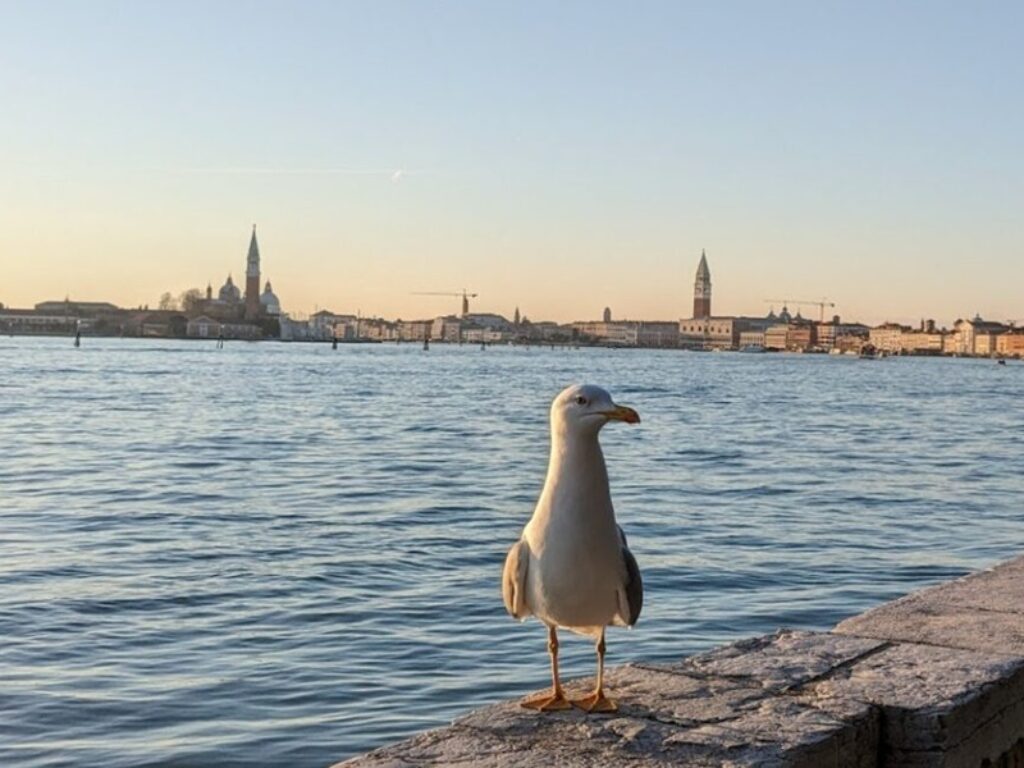 gabbiani venezia