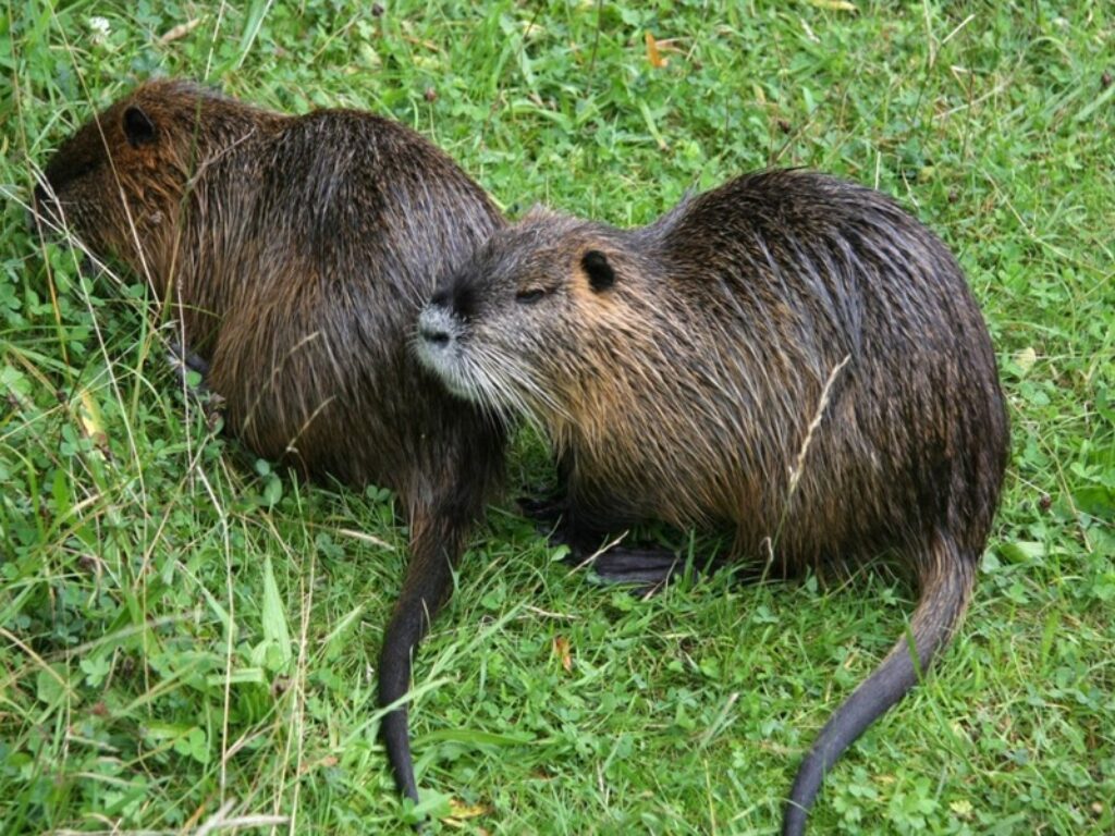 nutria