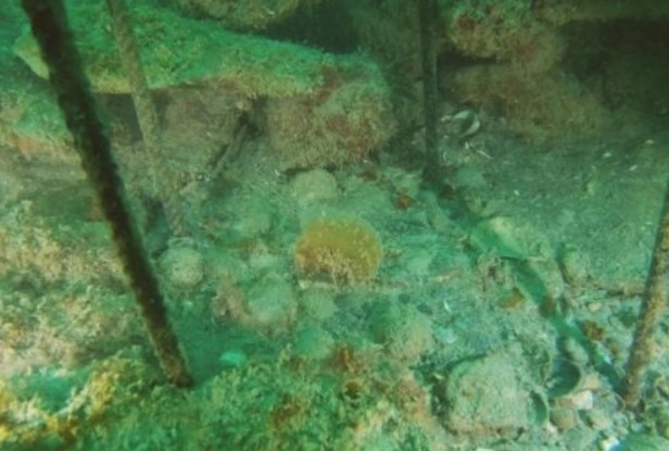 ripopolamento pinna nobilis