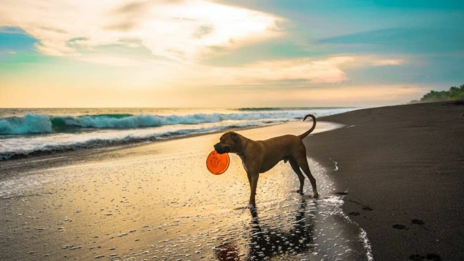 cani spiaggia riccione carabinieri