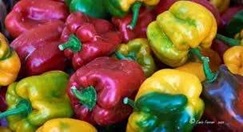 peperone di carmagnola