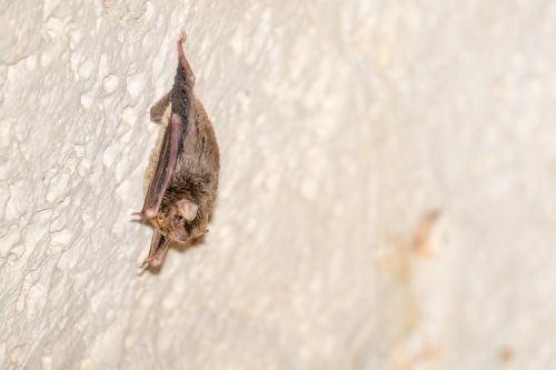 pipistrello africano