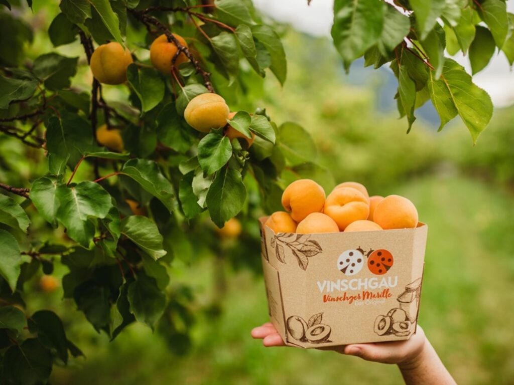 Albicocche Val Venosta