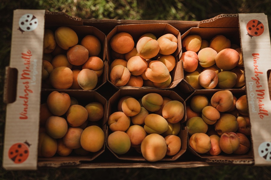 Albicocche Val Venosta