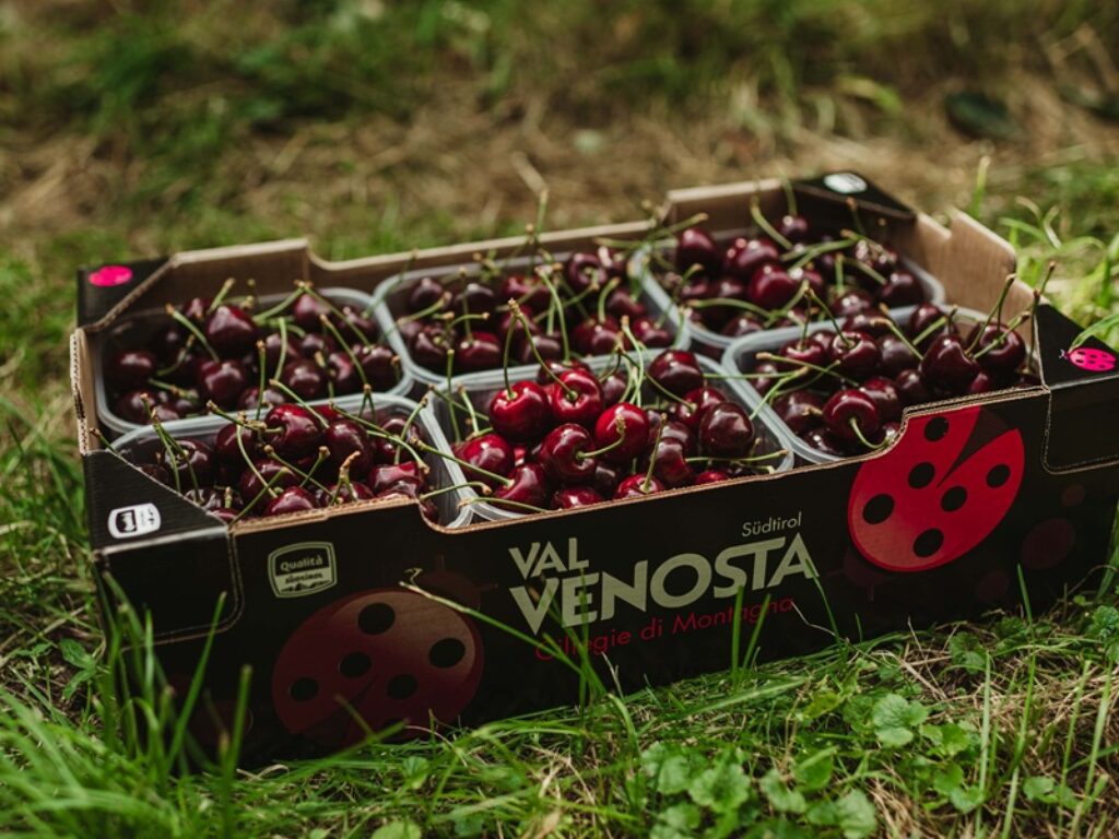 ciliegie val venosta