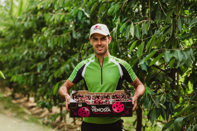 ciliegie val venosta