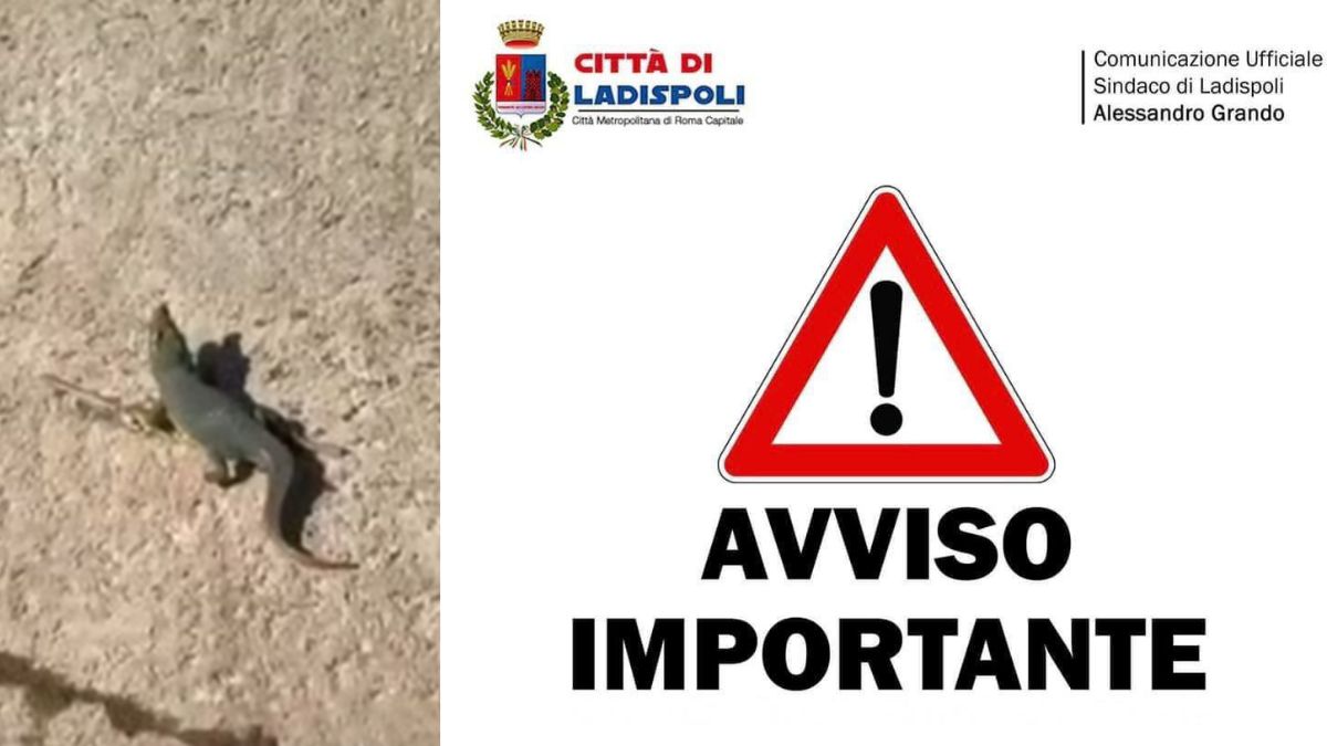 coccodrillo ladispoli