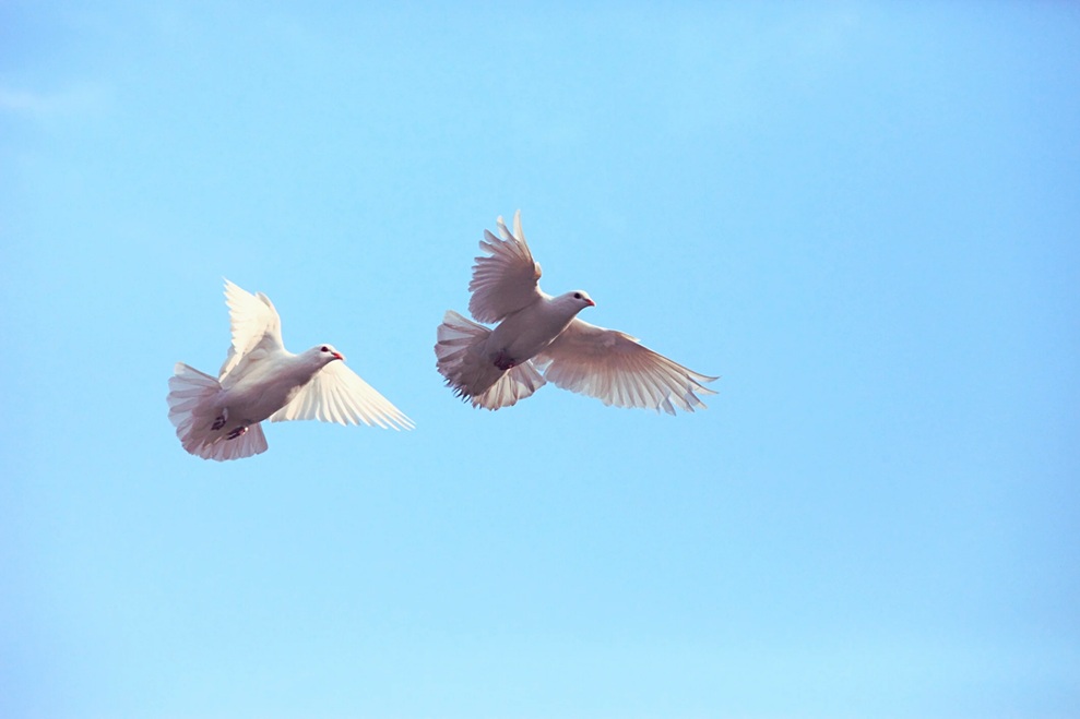 Colomba bianca che simboleggia speranza e pace, evocando la storia delle donne di conforto in tempo di guerra