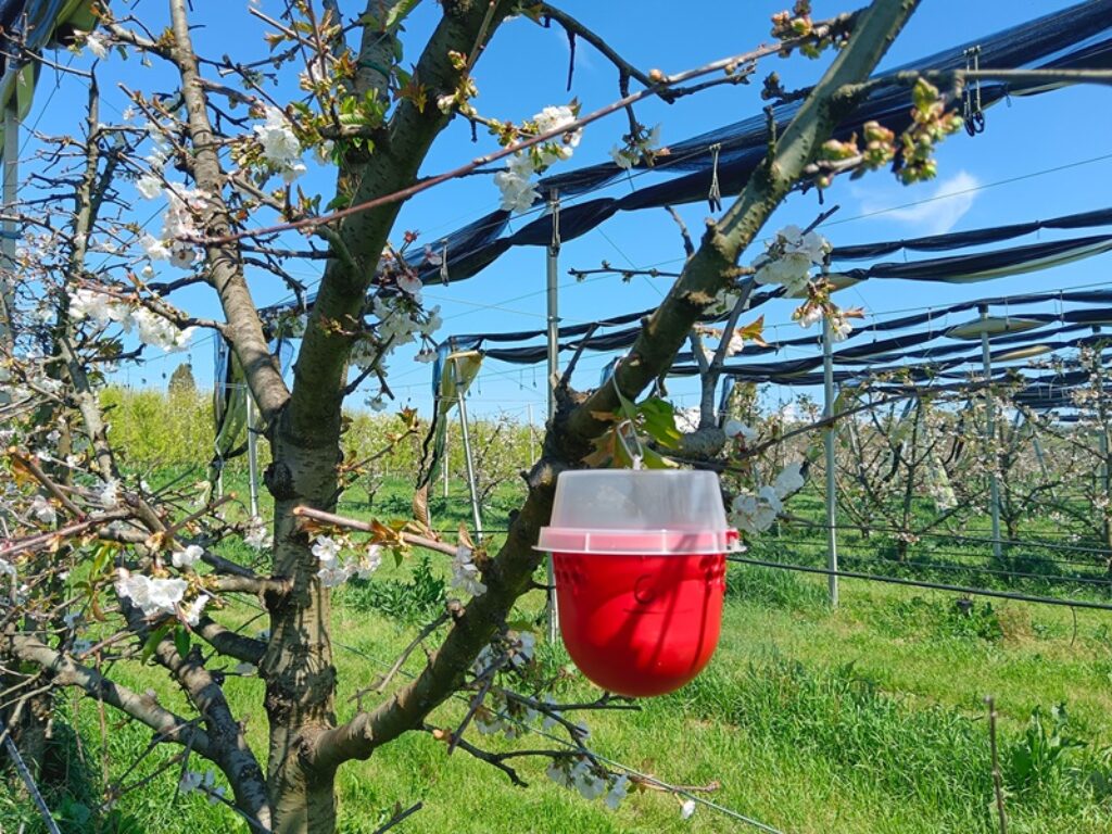 enea trappole insetti alieni