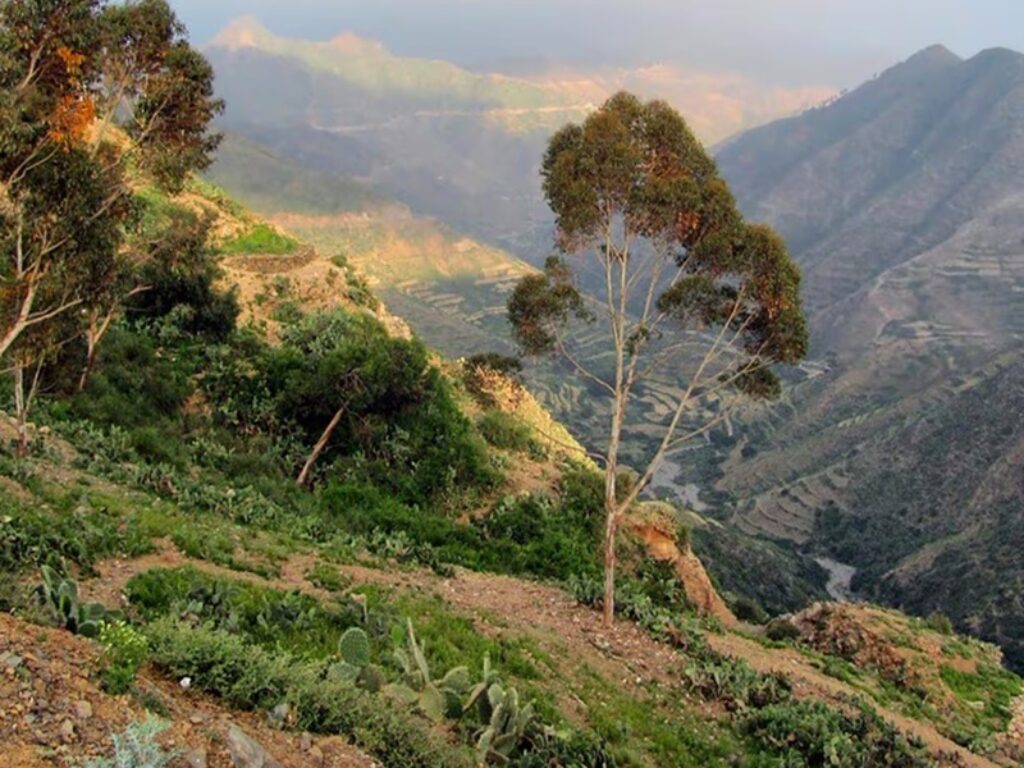 la grande bugia eritrea