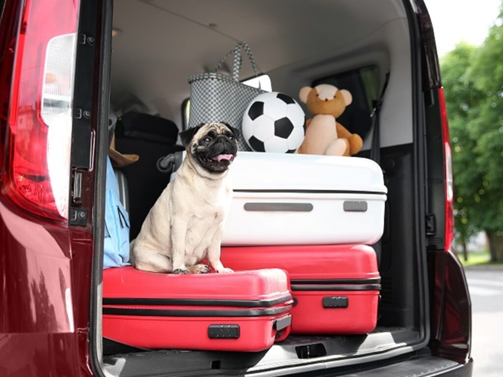 vacanze cani animali