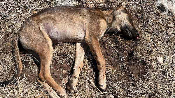 cani avvelenati siracusa