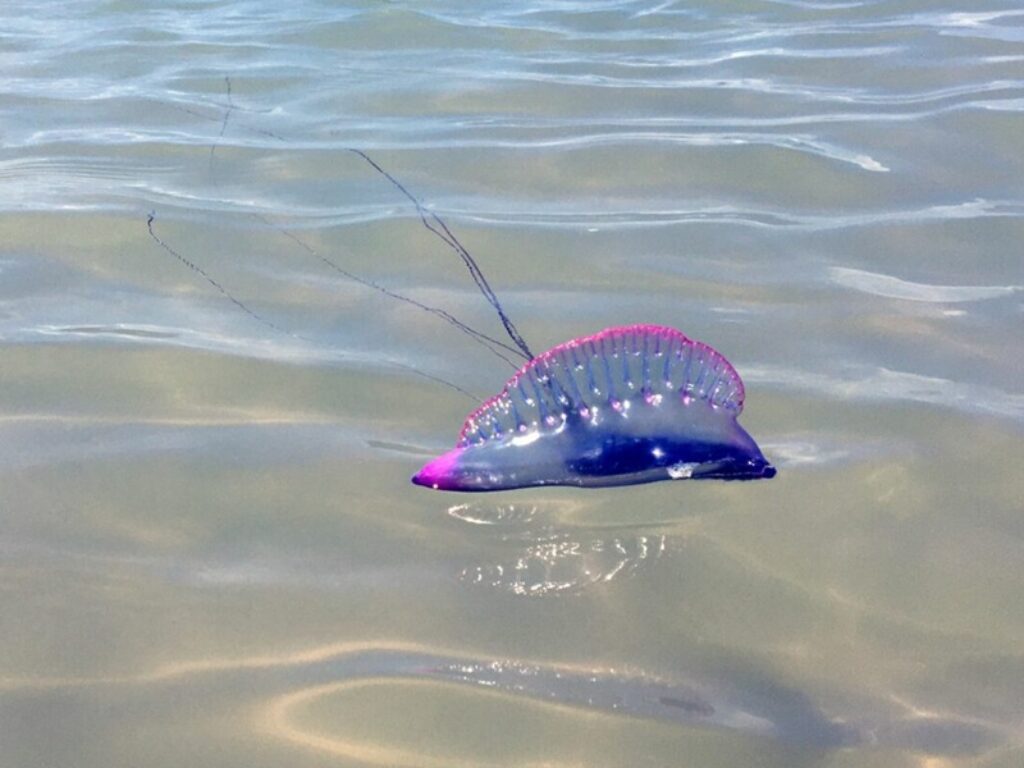 Caravelle portoghesi