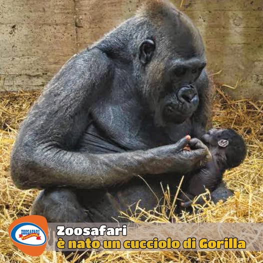 cucciolo di gorilla