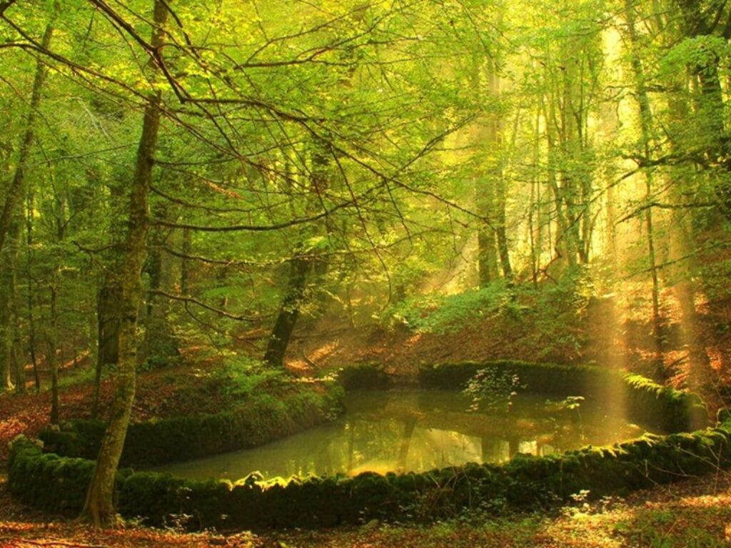 gargano puglia foresta umbra