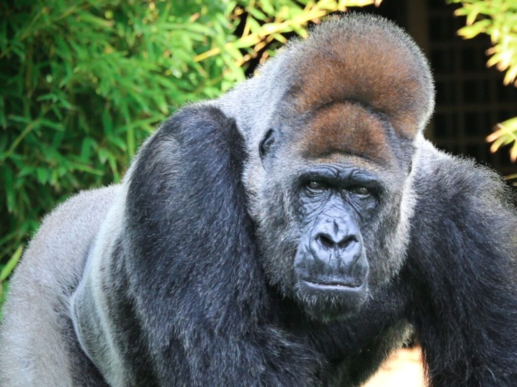 gorilla
