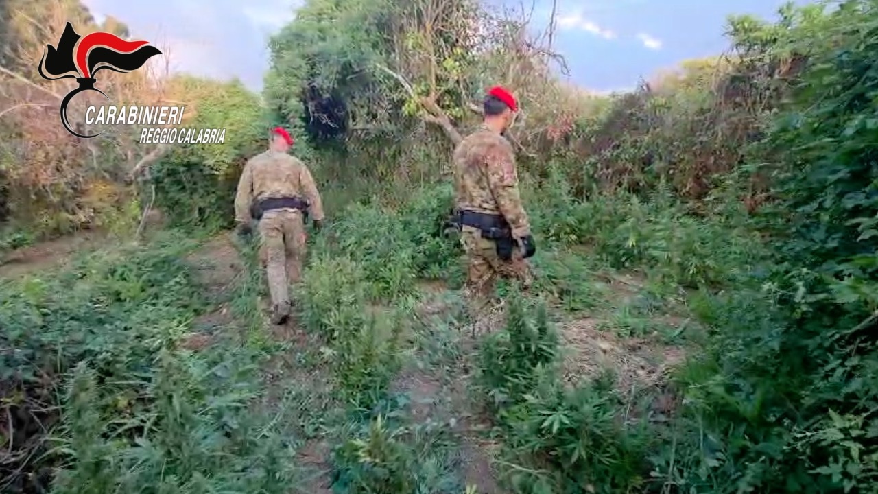marijuana calabria