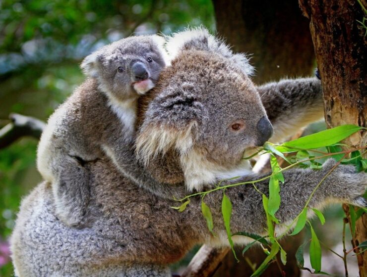 koala