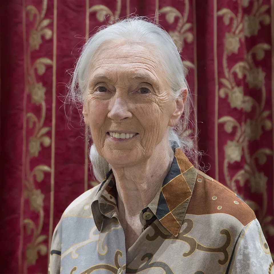 jane goodall