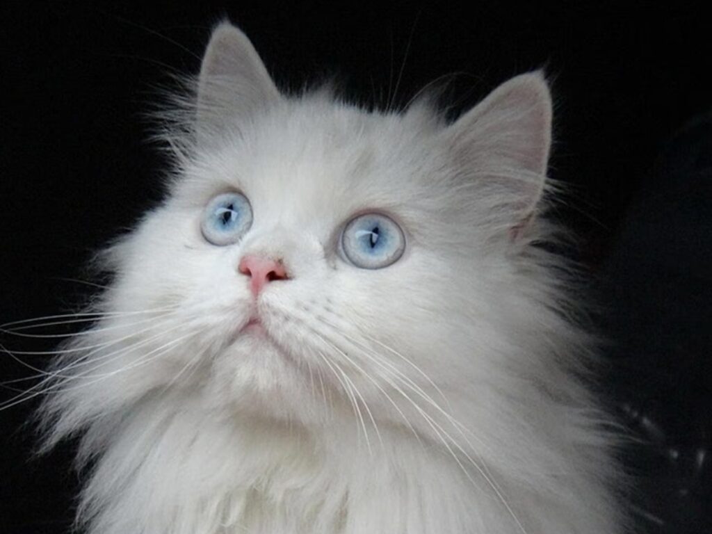 la vita segreta dei gatti