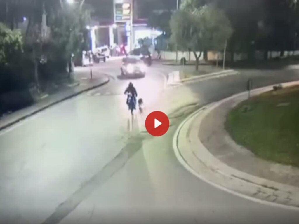 napoli pastore tedesco