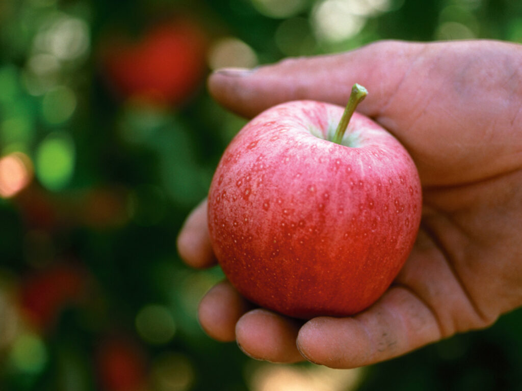 ROYAL GALA VAL VENOSTA