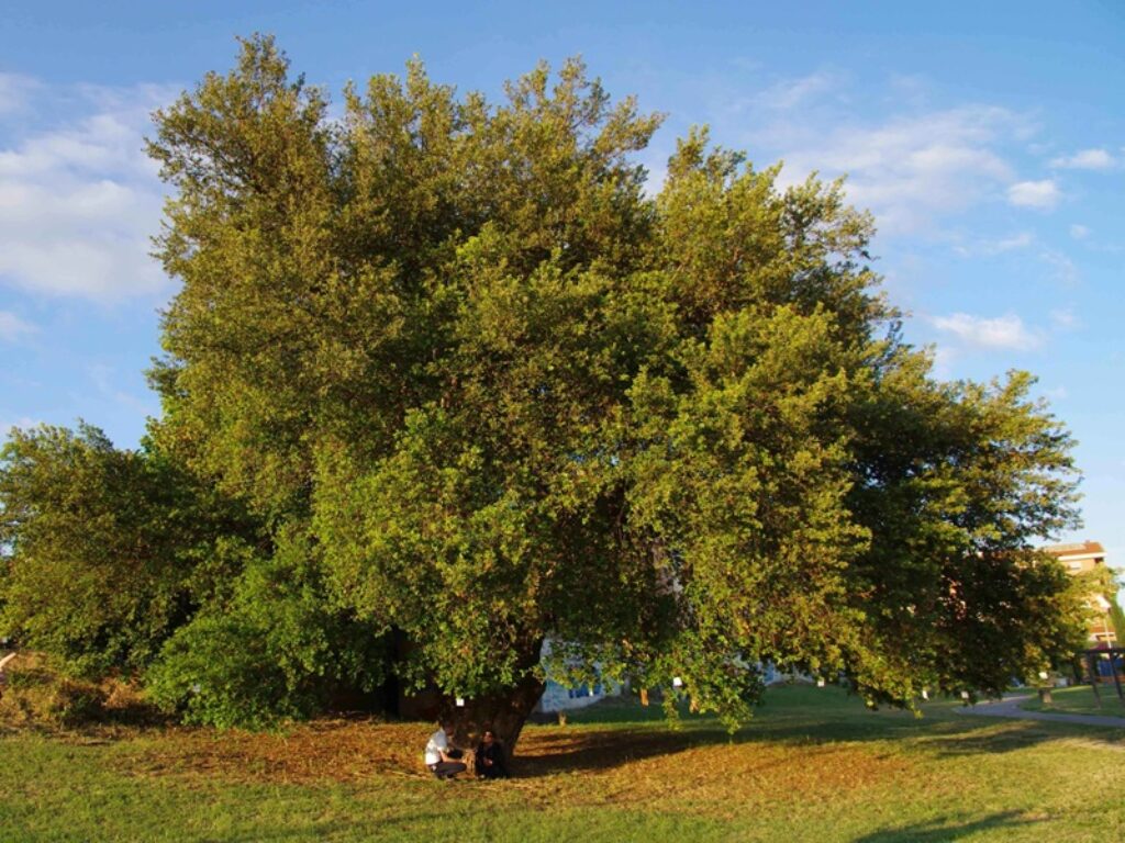 alberi monumentali