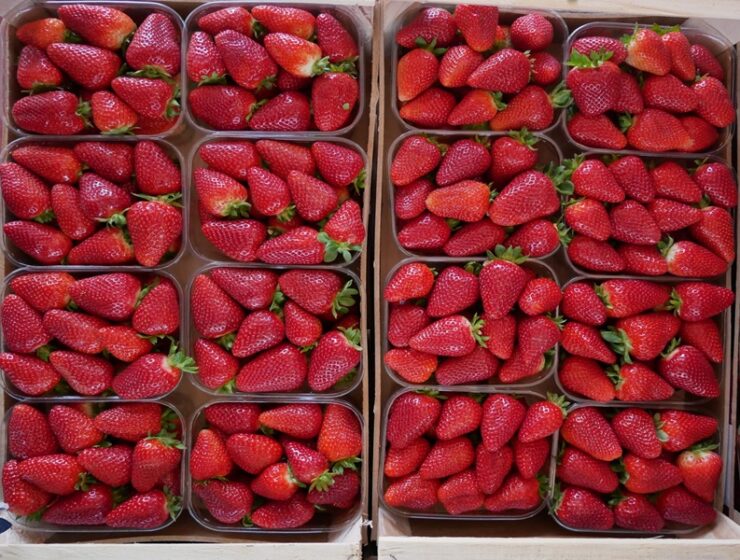 fragola della basilicata