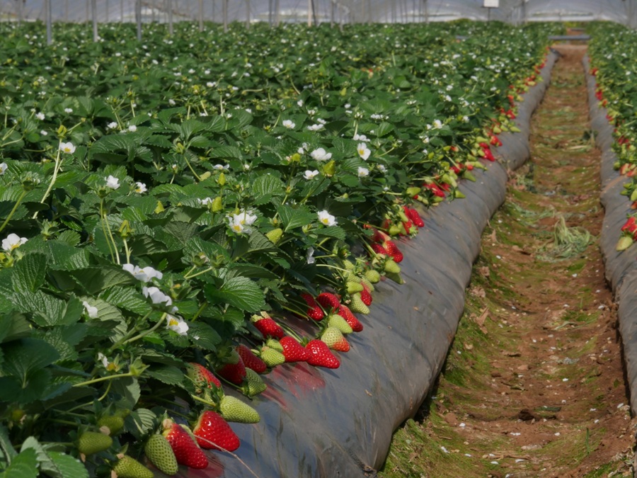 fragole della basilicata