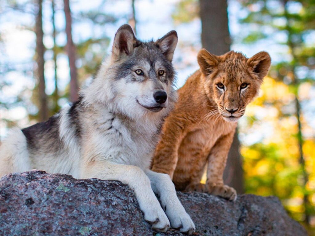 il lupo e il leone film