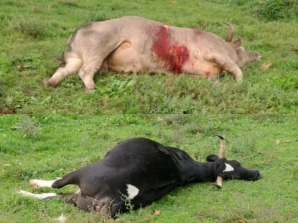 animali monti lepini