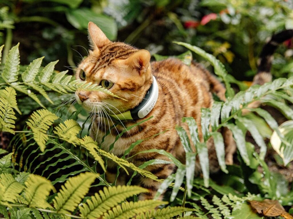 gatto collare kippy