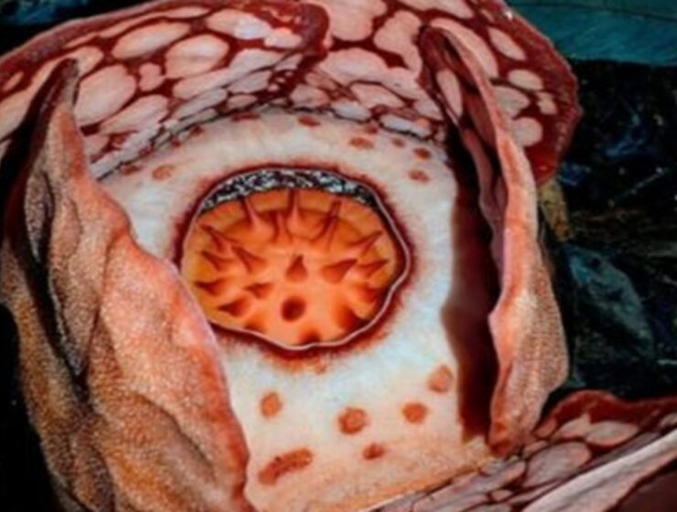 rafflesia