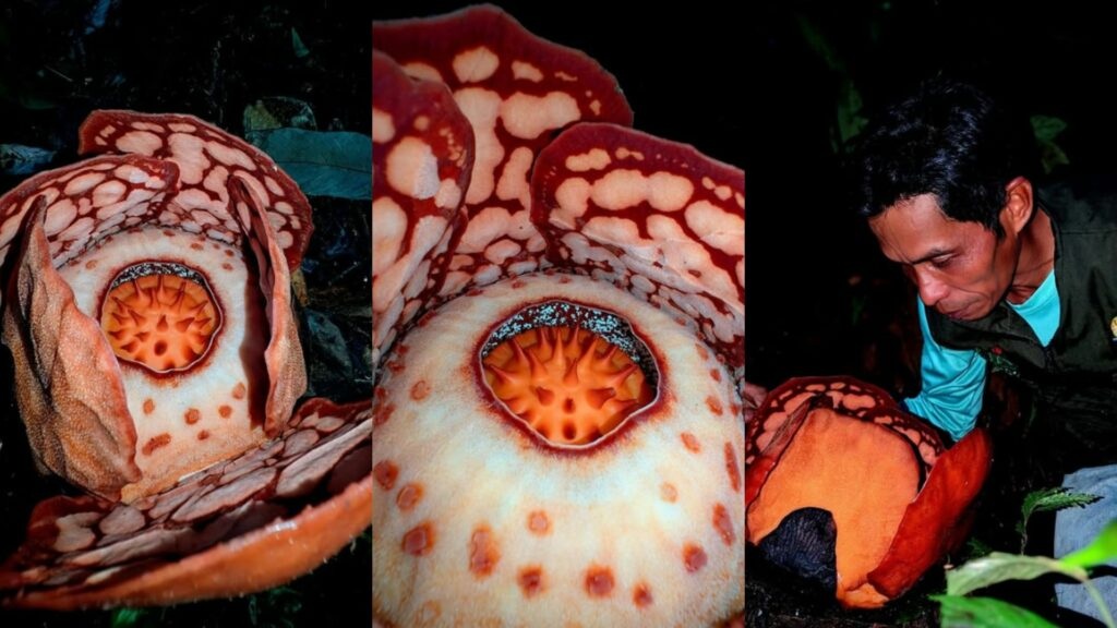 rafflesia fiore