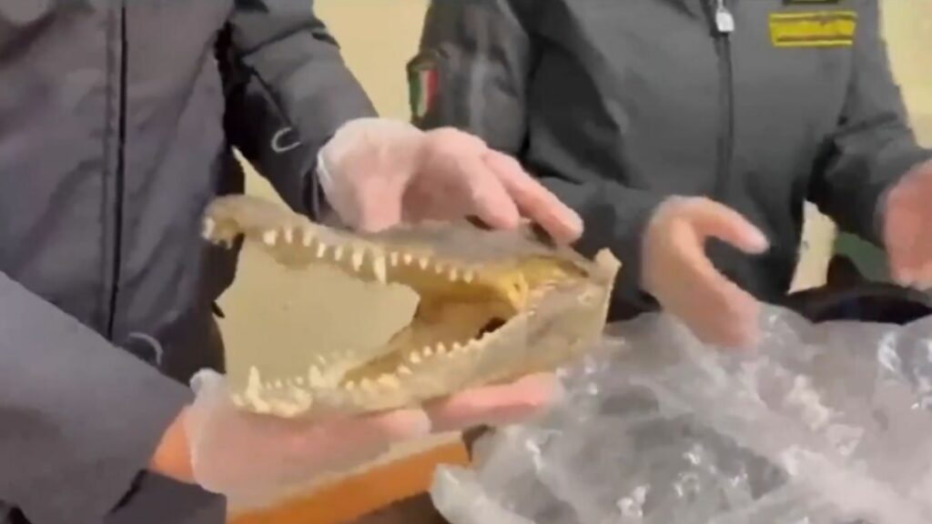 testa di coccodrillo