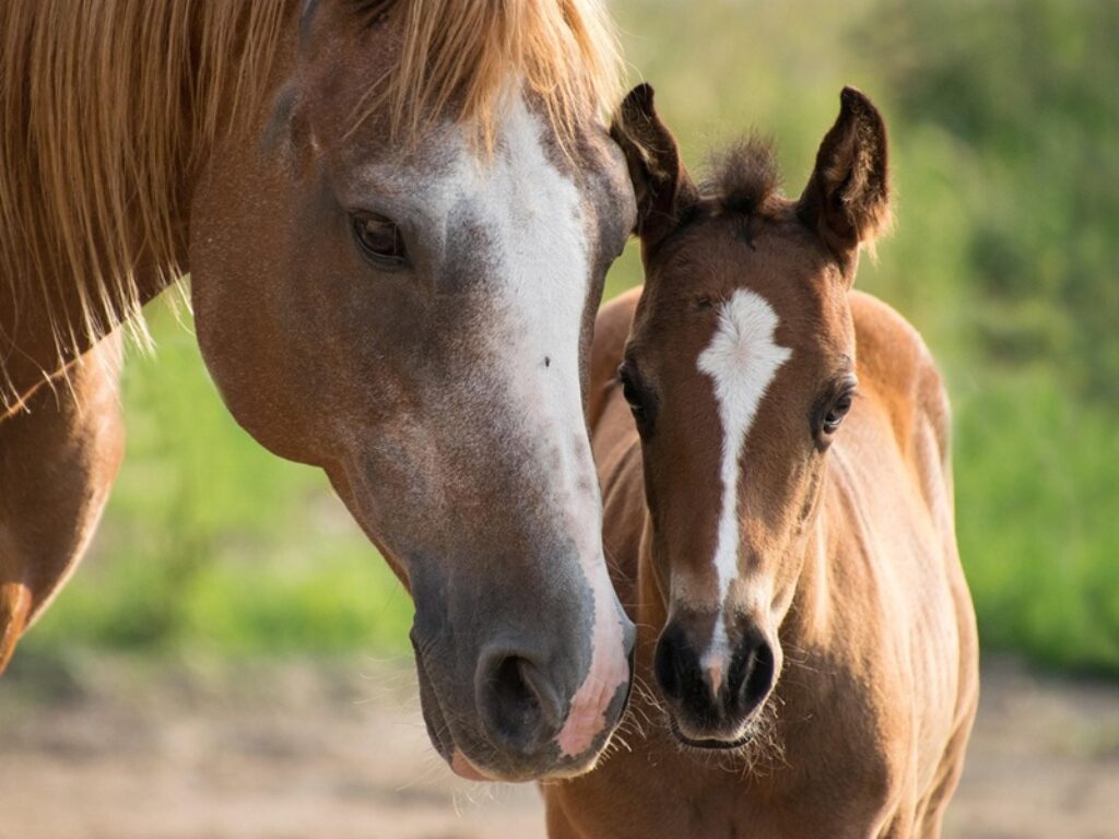 macellazione cavalli
