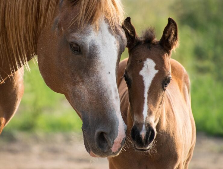 macellazione cavalli