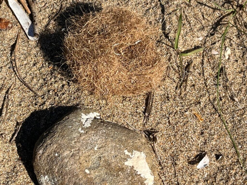 palle di mare poseidonia