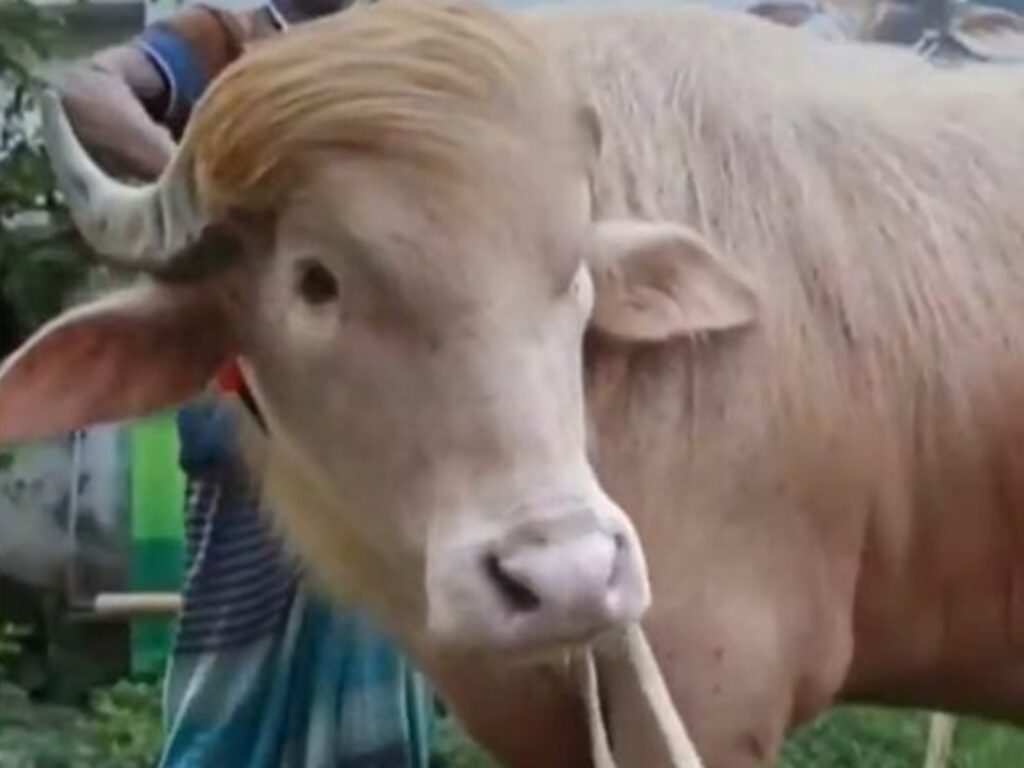 bufalo albino
