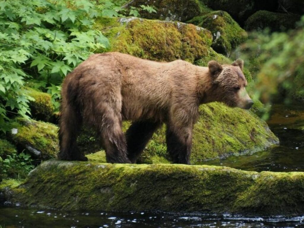orso marsicano