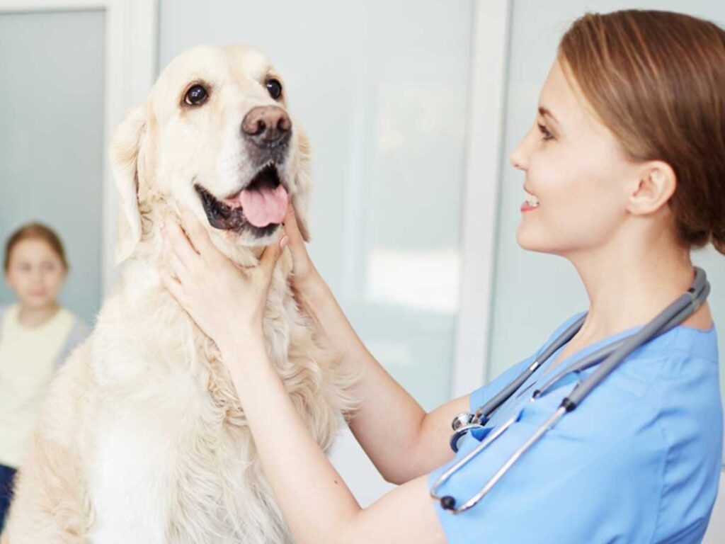 veterinario