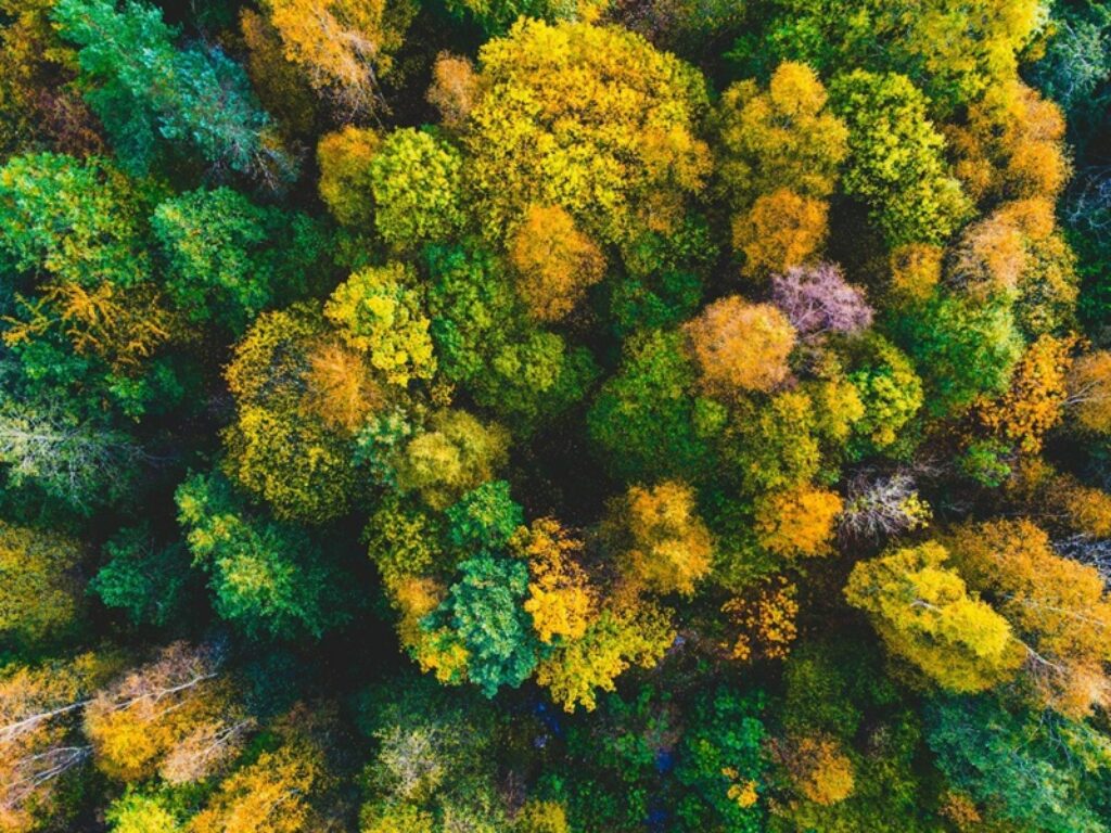 foreste periurbane