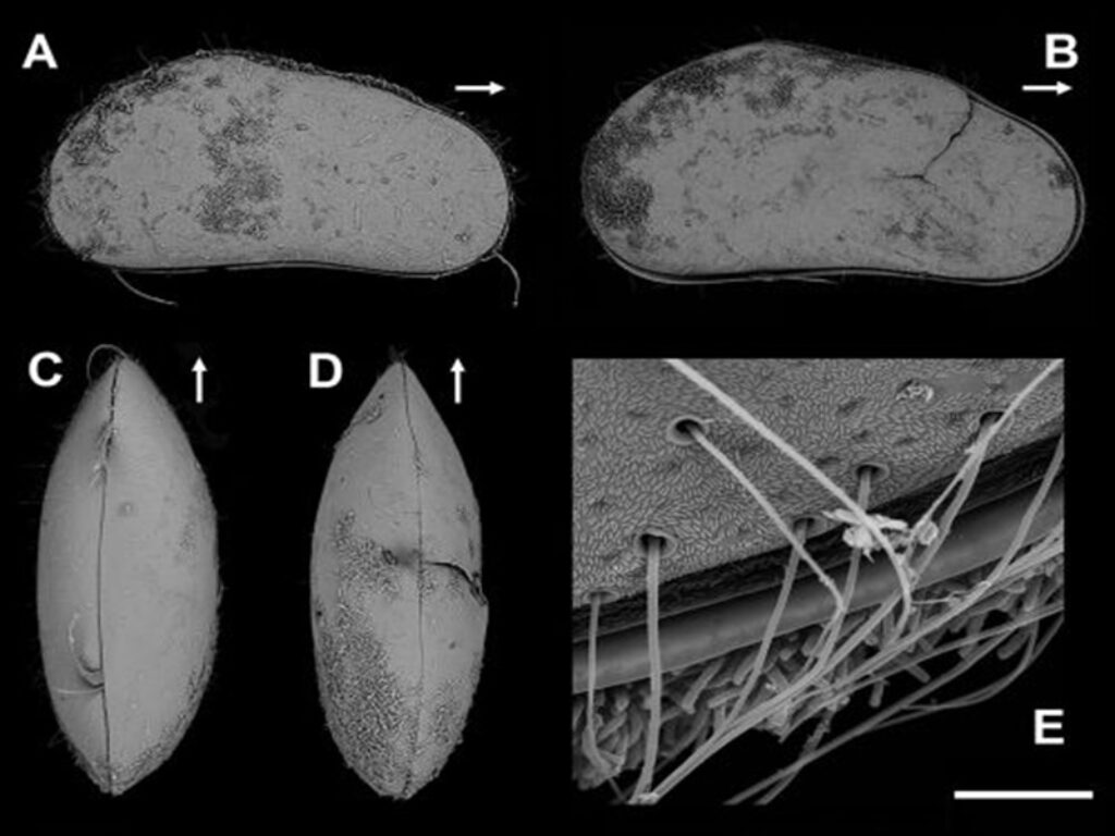 ostracode