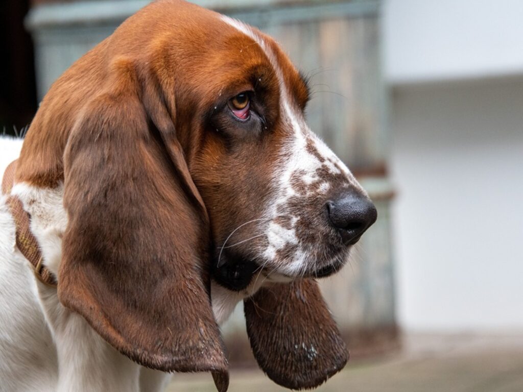 cane segugio da caccia