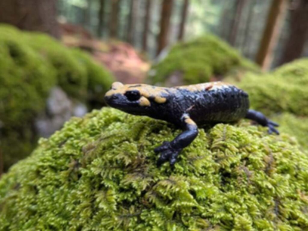 salamandra di aurora