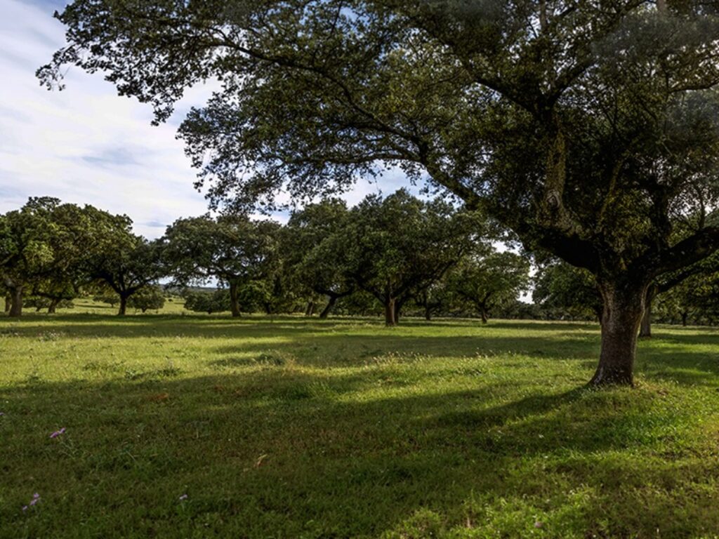 alberi lecci